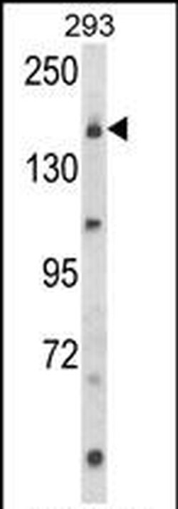 UNC13B Rabbit anti-Human, Polyclonal, Invitrogen 400 &mu;L; Unconjugated:Antibodies,