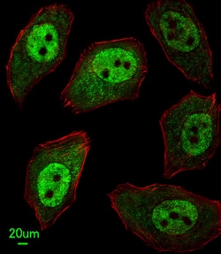 Invitrogen APEX2 Polyclonal Antibody 400 &mu;L; Unconjugated:Antibodies,