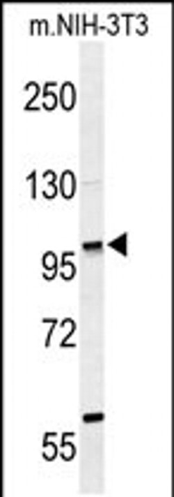 ZNF451 Rabbit anti-Human, Polyclonal, Invitrogen 400 &mu;L; Unconjugated:Antibodies,