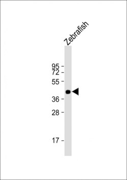 Invitrogen POU3F3A Polyclonal Antibody 400 &mu;L; Unconjugated:Antibodies,