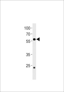 Invitrogen CCDC149B Polyclonal Antibody 400 &mu;L; Unconjugated:Antibodies,