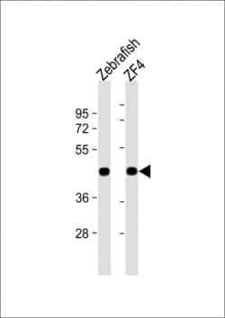 Invitrogen beta Actin Polyclonal Antibody 400 &mu;L; Unconjugated:Antibodies,