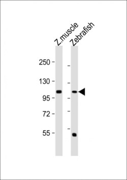 Invitrogen HEG Polyclonal Antibody 400 &mu;L; Unconjugated:Antibodies,