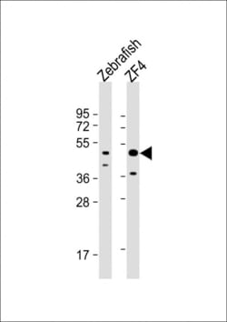 Invitrogen ATG4B Polyclonal Antibody 400 &mu;L; Unconjugated:Antibodies,