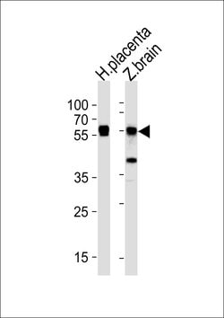 MST2 Rabbit anti-Human, Zebrafish, Polyclonal, Invitrogen 400 &mu;L; Unconjugated:Antibodies,