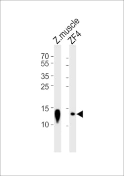 Invitrogen BA2 Polyclonal Antibody 400 &mu;L; Unconjugated:Antibodies,