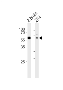 Invitrogen PAPL Polyclonal Antibody 400 &mu;L; Unconjugated:Antibodies,