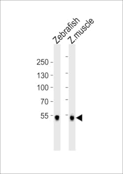 Invitrogen SREBP2 Polyclonal Antibody 400 &mu;L; Unconjugated:Antibodies,