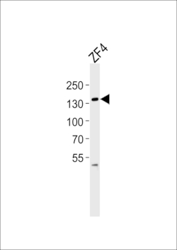 Invitrogen PKN2 Polyclonal Antibody 400 &mu;L; Unconjugated:Antibodies,