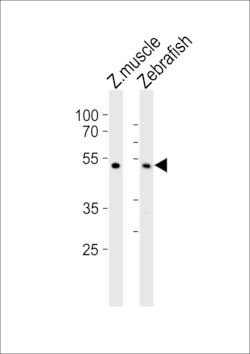 Invitrogen CHST1 Polyclonal Antibody 400 &mu;L; Unconjugated:Antibodies,