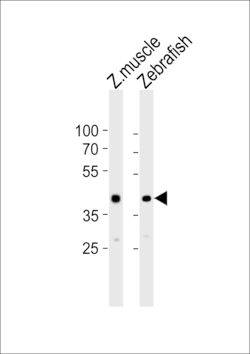 Invitrogen MYCL1A Polyclonal Antibody 400 &mu;L | Buy Online | Invitrogen&trade; | Fisher Scientific