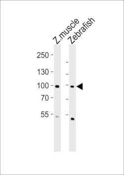 Invitrogen ZNF148 Polyclonal Antibody 400 &mu;L; Unconjugated:Antibodies,