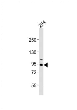 Invitrogen RRM1 Polyclonal Antibody 400 &mu;L; Unconjugated:Antibodies,