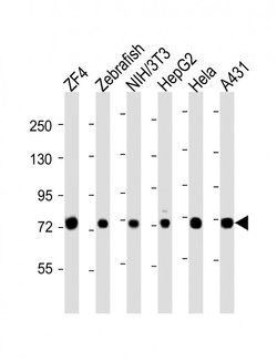 HSC70 Rabbit anti-Human, Mouse, Zebrafish, Polyclonal, Invitrogen 50 &mu;L;