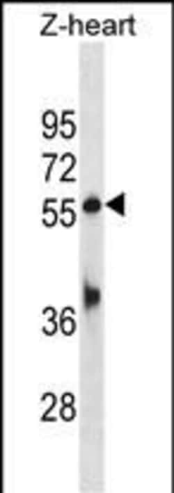 Invitrogen TEAD1B Polyclonal Antibody 400 &mu;L; Unconjugated:Antibodies,