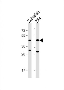 PDHA1A Polyclonal Antibody:Antibodies, Polyclonal