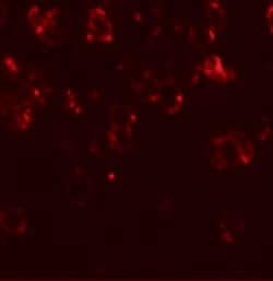 Invitrogen CHD7 Polyclonal Antibody 100 &mu;g; Unconjugated:Antibodies,