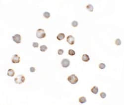 Invitrogen PALM3 Polyclonal Antibody 100 &mu;g; Unconjugated:Antikörper