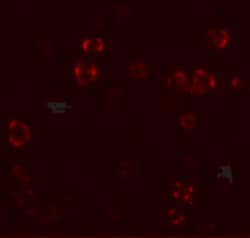 Invitrogen PALM3 Polyclonal Antibody 100 &mu;g; Unconjugated:Antikörper