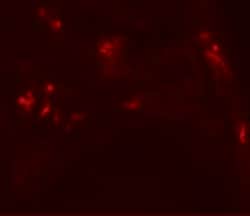 Invitrogen DBX1 Polyclonal Antibody 100 &mu;g; Unconjugated:Antibodies,