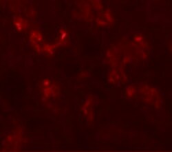 Invitrogen UHRF1BP1 Polyclonal Antibody 100 &mu;g | Buy Online | Invitrogen&trade; | Fisher Scientific