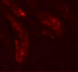 Invitrogen KIAA0701 Polyclonal Antibody 100 &mu;g; Unconjugated:Antibodies,