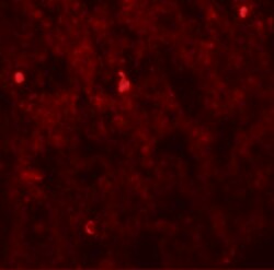 Invitrogen FXYD7 Polyclonal Antibody 100 &mu;g; Unconjugated:Antibodies,
