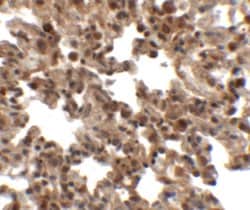 Invitrogen FXYD7 Polyclonal Antibody 100 &mu;g; Unconjugated:Antibodies,