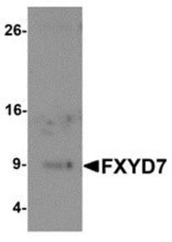 Invitrogen FXYD7 Polyclonal Antibody 100 &mu;g; Unconjugated:Antibodies,