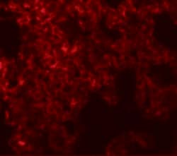 Invitrogen NETO1 Polyclonal Antibody 100 &mu;g; Unconjugated:Antibodies,