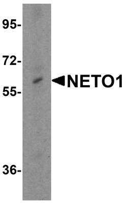 Invitrogen NETO1 Polyclonal Antibody 100 &mu;g; Unconjugated:Antibodies,