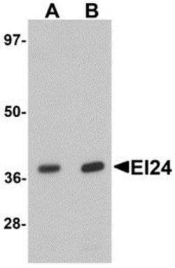 Invitrogen EI24 Polyclonal Antibody 100 &mu;g | Buy Online | Invitrogen&trade; | Fisher Scientific