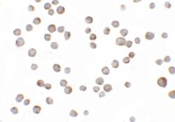 Invitrogen HIGD1A Polyclonal Antibody 100 &mu;g; Unconjugated:Antibodies,