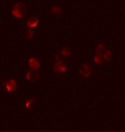 Invitrogen HIGD1A Polyclonal Antibody 100 &mu;g; Unconjugated:Antibodies,