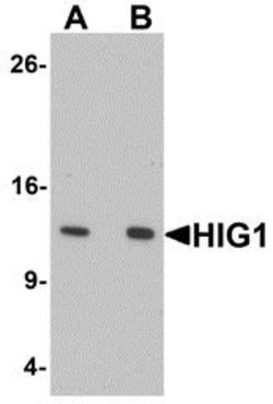 Invitrogen HIGD1A Polyclonal Antibody 100 &mu;g; Unconjugated:Antibodies,