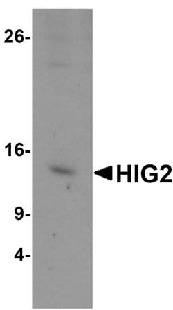 Invitrogen HIGD2A Polyclonal Antibody 100 &mu;g; Unconjugated:Antibodies,