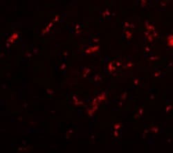 Invitrogen DRGX Polyclonal Antibody 100 &mu;g; Unconjugated:Antibodies,