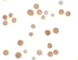 Invitrogen ECRG4 Polyclonal Antibody 100 &mu;g; Unconjugated:Antibodies,