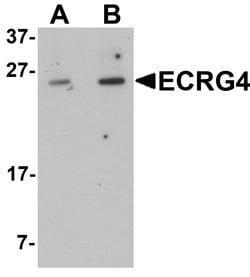 Invitrogen ECRG4 Polyclonal Antibody 100 &mu;g; Unconjugated:Antibodies,
