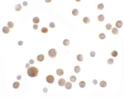 Invitrogen SLC35D2 Polyclonal Antibody 100 &mu;g; Unconjugated:Antibodies,