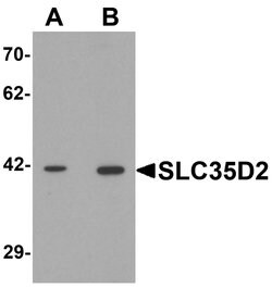Invitrogen SLC35D2 Polyclonal Antibody 100 &mu;g; Unconjugated:Antibodies,