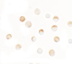 Invitrogen SLC35D3 Polyclonal Antibody 100 &mu;g; Unconjugated:Antibodies,