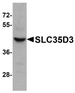 Invitrogen SLC35D3 Polyclonal Antibody 100 &mu;g; Unconjugated:Antibodies,
