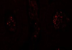 Invitrogen SPATA1 Polyclonal Antibody 100 &mu;g; Unconjugated:Antibodies,