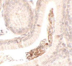 Invitrogen SPATA1 Polyclonal Antibody 100 &mu;g; Unconjugated:Antibodies,