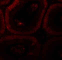 Invitrogen SPATA3 Polyclonal Antibody 100 &mu;g; Unconjugated:Antibodies,
