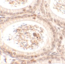 Invitrogen SPATA3 Polyclonal Antibody 100 &mu;g; Unconjugated:Antibodies,