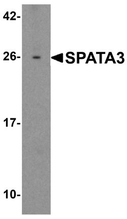 Invitrogen SPATA3 Polyclonal Antibody 100 &mu;g; Unconjugated:Antibodies,