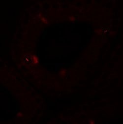 Invitrogen SPATA4 Polyclonal Antibody 100 &mu;g; Unconjugated:Antibodies,