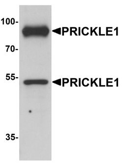 Invitrogen PRICKLE1 Polyclonal Antibody 100 &mu;g; Unconjugated:Antibodies,